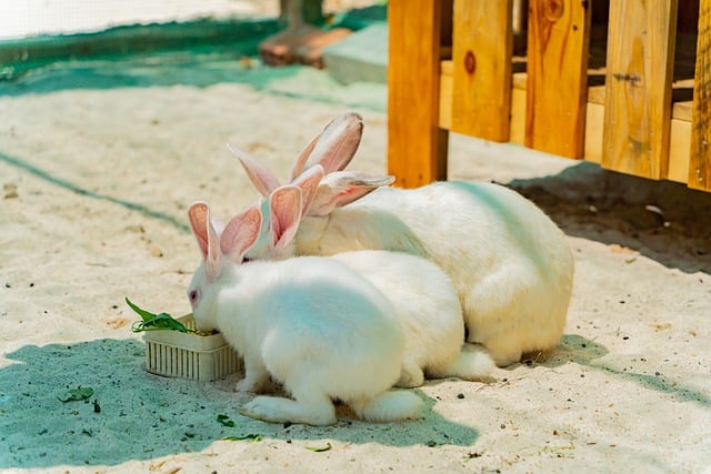 Free download animal rabbit mammal eating feed free picture to be edited with GIMP free online image editor