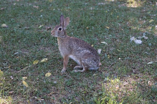 Unduh gratis Animal Rabbit Nature - foto atau gambar gratis untuk diedit dengan editor gambar online GIMP