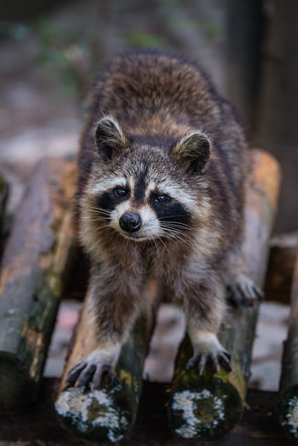 Free download animal raccoon cute hairy species free picture to be edited with GIMP free online image editor