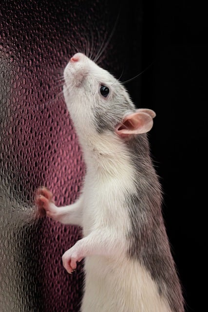 Free download animal rat pet mouse background free picture to be edited with GIMP free online image editor