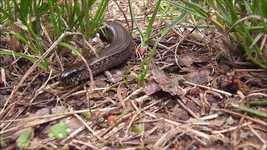 Скачать бесплатно Animal Reptile Lizard - бесплатное фото или изображение для редактирования с помощью онлайн-редактора изображений GIMP