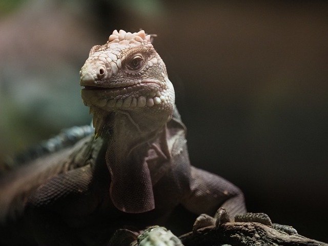 Descarga gratuita Animal Reptile Varan: foto o imagen gratuita para editar con el editor de imágenes en línea GIMP