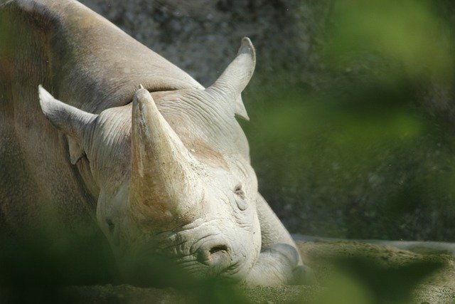 Free download animal rhino mammal zoo species free picture to be edited with GIMP free online image editor