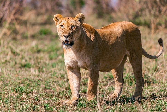 Free download animal safari nature wildlife free picture to be edited with GIMP free online image editor