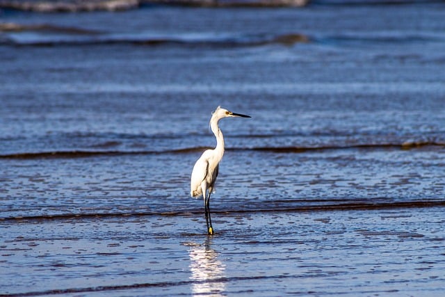 Free download animals beach bird heron free picture to be edited with GIMP free online image editor
