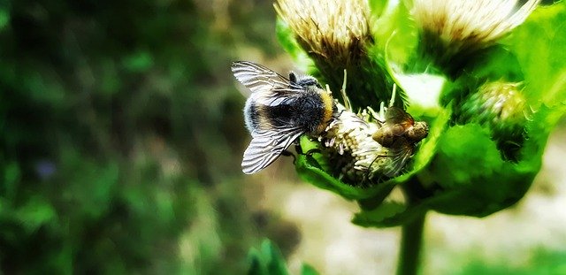 دانلود رایگان Animals Bees Black Forest - عکس یا تصویر رایگان قابل ویرایش با ویرایشگر تصویر آنلاین GIMP