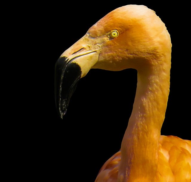 Download gratuito Animals Bird Flamingo Animal: foto o immagini gratuite da modificare con l'editor di immagini online GIMP