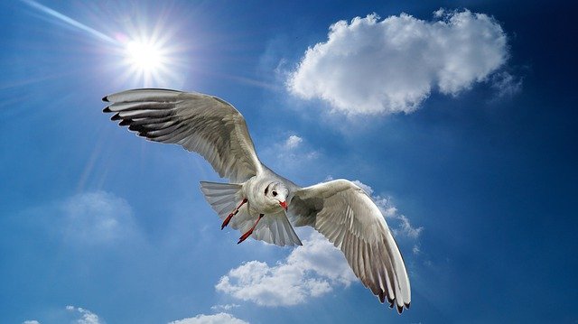Download gratuito Animals Bird Seagull - foto o immagine gratuita da modificare con l'editor di immagini online di GIMP