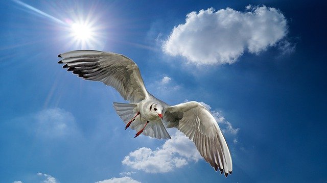 Descarga gratuita Animals Bird Seagull - foto o imagen gratuita para editar con el editor de imágenes en línea GIMP