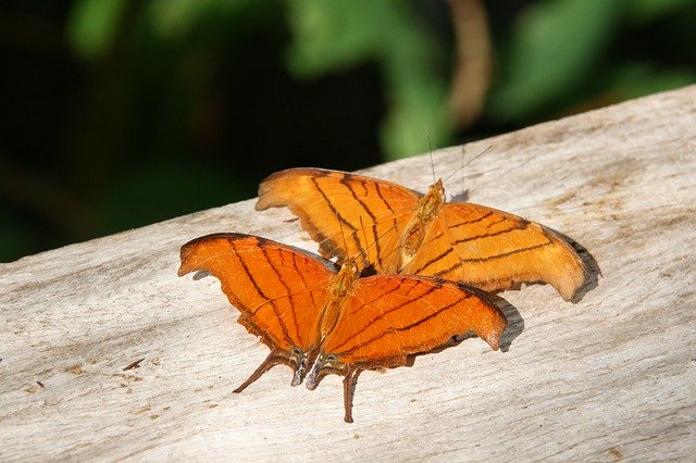 ດາວໂຫຼດຟຣີ Animals Butterflies Florida - ຮູບພາບຫຼືຮູບພາບທີ່ບໍ່ເສຍຄ່າເພື່ອແກ້ໄຂດ້ວຍຕົວແກ້ໄຂຮູບພາບອອນໄລນ໌ GIMP