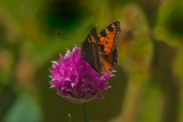 Descărcare gratuită Animals Butterfly Nature - fotografie sau imagini gratuite pentru a fi editate cu editorul de imagini online GIMP