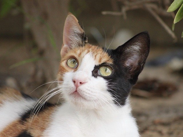 Bezpłatne pobieranie Zwierzęta Kot Zwierzę domowe - bezpłatne zdjęcie lub obraz do edycji za pomocą internetowego edytora obrazów GIMP