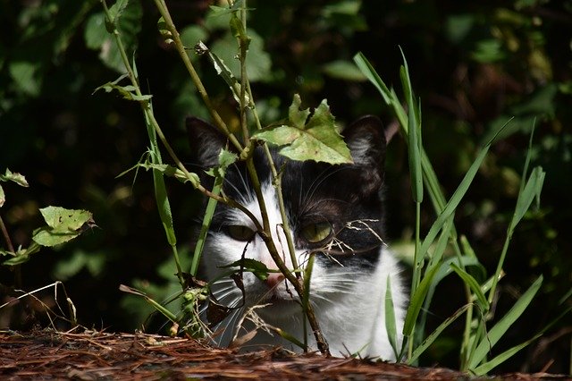 Kostenloser Download Tiere Katzenportrait - kostenloses Foto oder Bild zur Bearbeitung mit GIMP Online-Bildbearbeitung