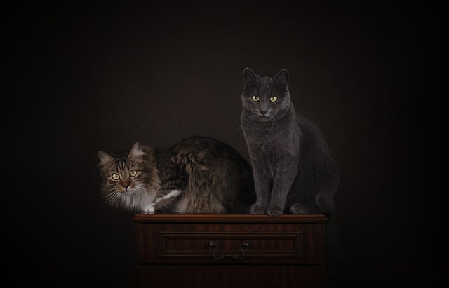 Gratis download dieren katten huisdier zoogdieren katachtige gratis foto om te bewerken met GIMP gratis online afbeeldingseditor