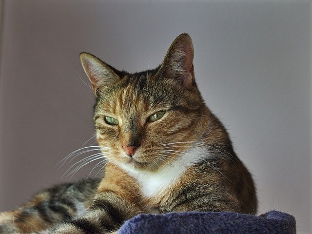 Free download animals cat tabby female 2 5 yrs free picture to be edited with GIMP free online image editor