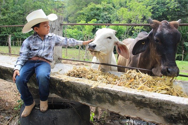 Libreng download Animals Cowboy Child - libreng larawan o larawan na ie-edit gamit ang GIMP online image editor