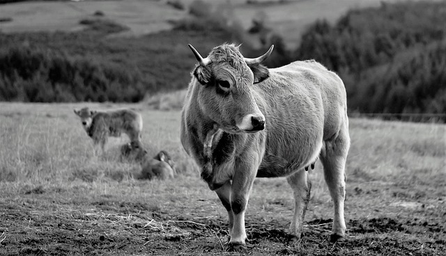 Descarga gratuita animales vaca ganado granja naturaleza imagen gratis para editar con GIMP editor de imágenes en línea gratuito