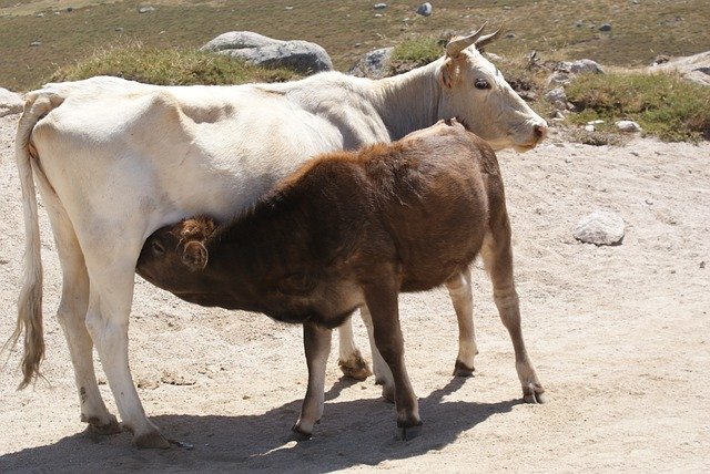 Téléchargement gratuit Animaux Vaches - photo ou image gratuite à éditer avec l'éditeur d'images en ligne GIMP