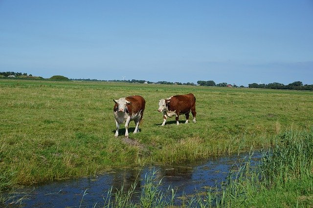 Free picture Animals Cows Livestock -  to be edited by GIMP free image editor by OffiDocs