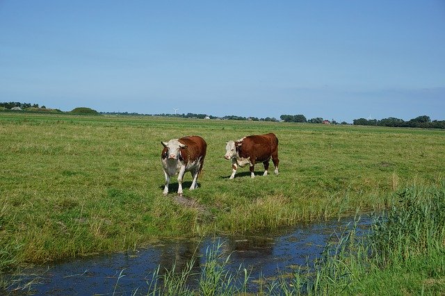 Téléchargement gratuit Animaux Vaches Bétail - photo ou image gratuite à modifier avec l'éditeur d'images en ligne GIMP