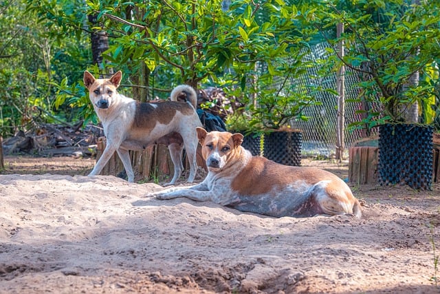 Free download animals dog mammal pet species free picture to be edited with GIMP free online image editor