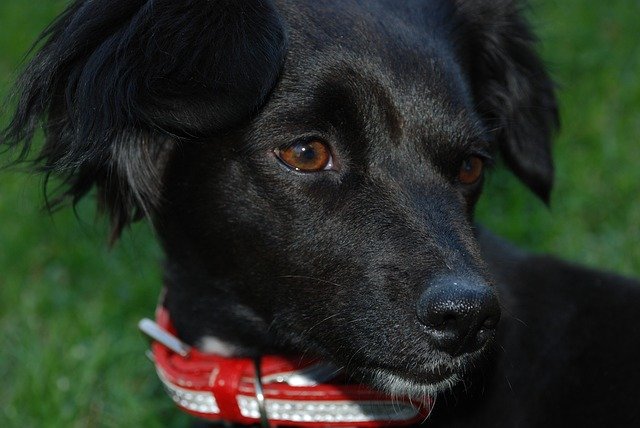 Free download Animals Dog Pet -  free illustration to be edited with GIMP free online image editor