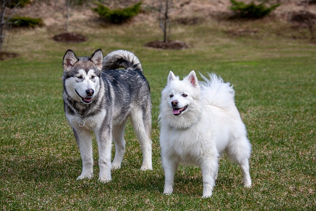 Free download animals dogs pets malamute free picture to be edited with GIMP free online image editor