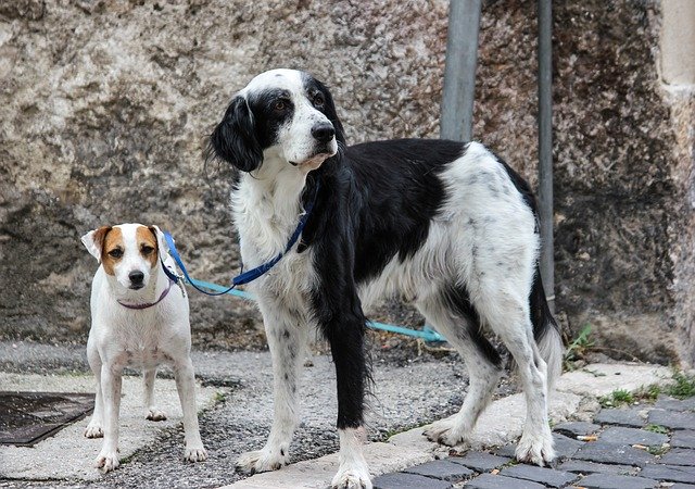 Descărcare gratuită Animals Dog Waiting - fotografie sau imagini gratuite pentru a fi editate cu editorul de imagini online GIMP