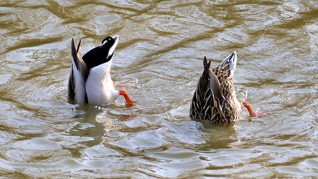 Download gratuito Animali Ducks Pair Of - foto o immagine gratuita da modificare con l'editor di immagini online di GIMP