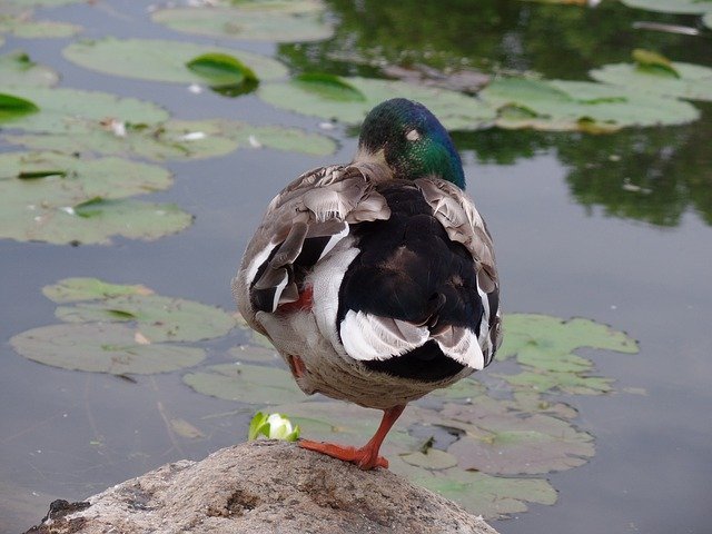Download gratuito di Animals Ducks Ponds And Cotton: foto o immagini gratuite da modificare con l'editor di immagini online GIMP