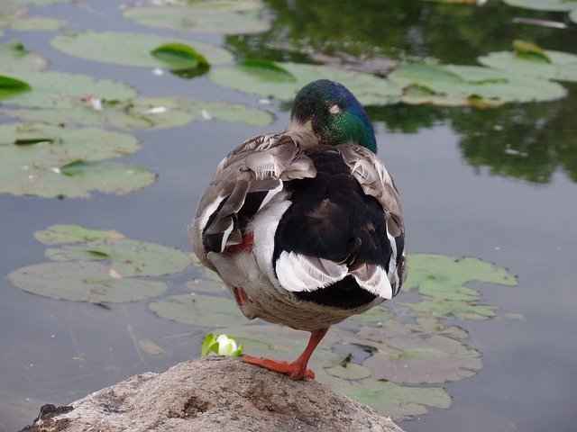 Free download Animals Ducks Ponds And Cotton -  free photo or picture to be edited with GIMP online image editor