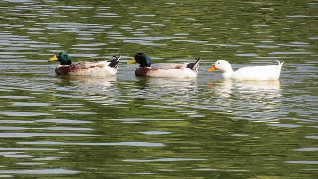 Free download Animals Ducks Swan -  free photo or picture to be edited with GIMP online image editor