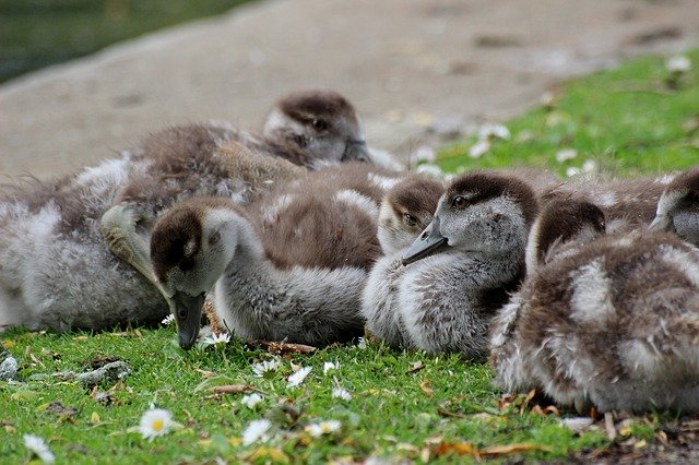 Free download Animals Ducks Young -  free photo or picture to be edited with GIMP online image editor