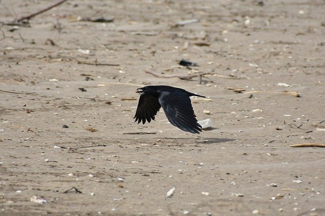 Kostenloser Download Tier Meer Strand Vogel Wildvogel Kostenloses Bild, das mit dem kostenlosen Online-Bildeditor GIMP bearbeitet werden kann