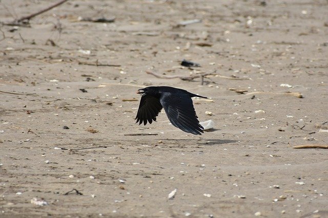 Download gratuito di animali mare spiaggia uccello uccello selvatico immagine gratuita da modificare con l'editor di immagini online gratuito GIMP