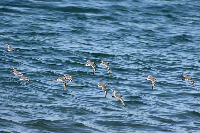 Free download animal sea bird wild bird free picture to be edited with GIMP free online image editor
