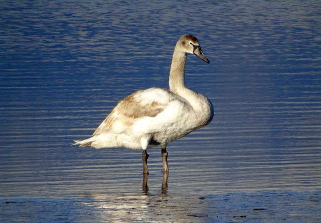 Download gratuito Animal Seabird Wildlife - foto o immagine gratuita da modificare con l'editor di immagini online di GIMP