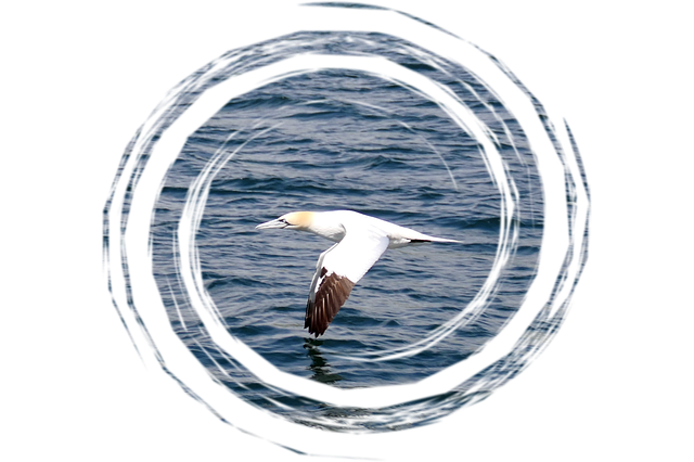 Free download Animal Seevogel Flight Close -  free illustration to be edited with GIMP free online image editor