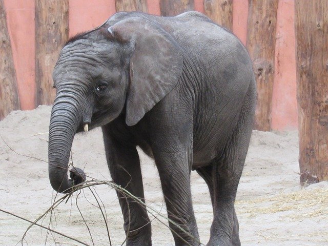 Bezpłatne pobieranie Animals Elephant - bezpłatne zdjęcie lub obraz do edycji za pomocą internetowego edytora obrazów GIMP