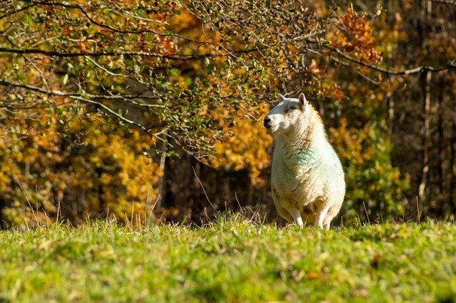 免费下载 Animal Sheep Autumn - 可使用 GIMP 在线图像编辑器编辑的免费照片或图片