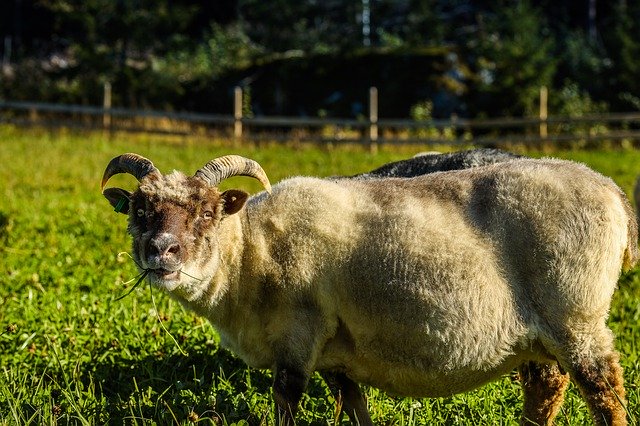 Descarga gratuita Animal Sheep Horn: foto o imagen gratuita para editar con el editor de imágenes en línea GIMP