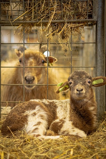 Free download animal sheep wool livestock barn free picture to be edited with GIMP free online image editor
