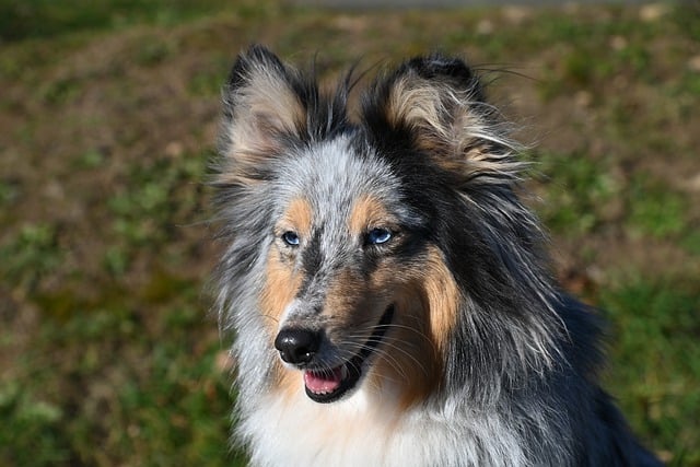Free download animal sheltie mammal dog breed free picture to be edited with GIMP free online image editor