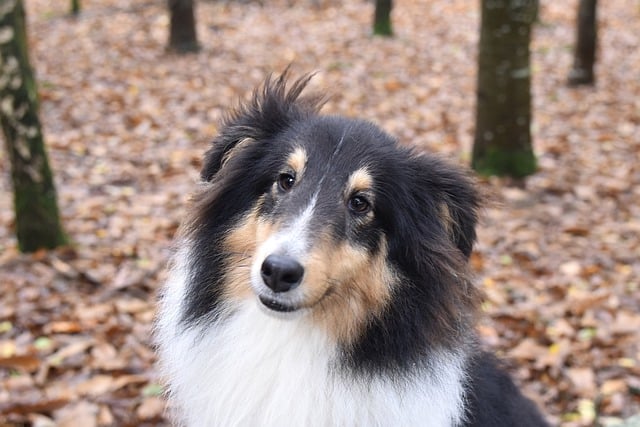 הורדה חינם של כלב צאן של בעלי חיים שטלנד כלב צאן תמונה בחינם לעריכה עם עורך תמונות מקוון בחינם של GIMP