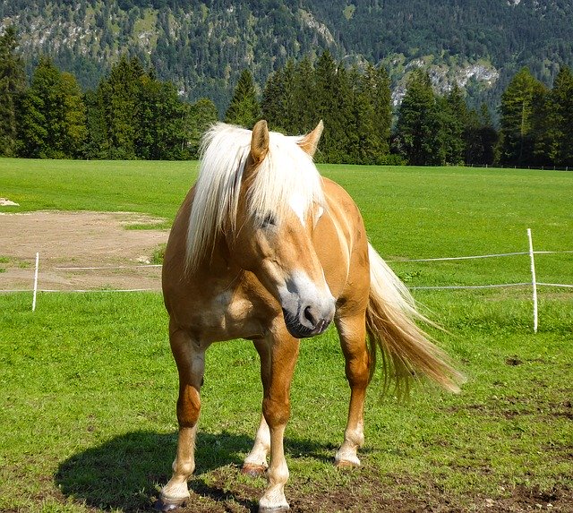 Free download Animals Horse Farm -  free photo or picture to be edited with GIMP online image editor