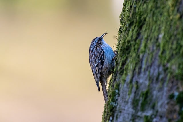 Free download animal short toed treecreeper free picture to be edited with GIMP free online image editor