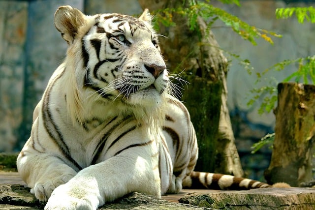 Free download animal siberian tiger mammal free picture to be edited with GIMP free online image editor