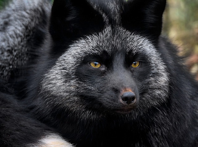 Free download animal silver fox mammal rare free picture to be edited with GIMP free online image editor