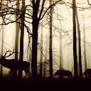 Animals in the old forest  screen for extension Chrome web store in OffiDocs Chromium