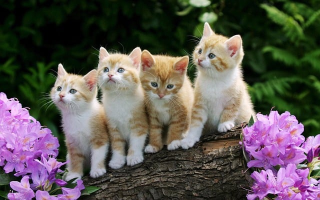 Free download animals kitten feline mammal pets free picture to be edited with GIMP free online image editor
